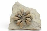 Jurassic Club Urchin (Asterocidaris) - Boulemane, Morocco #218397-1